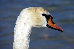 Swans in Odesa