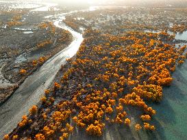 Tarim River Populus Euphratica Forest in Xinjiang