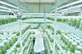 Dendrobium Officinale Comprehensive Industrial Park in Qiandongnan
