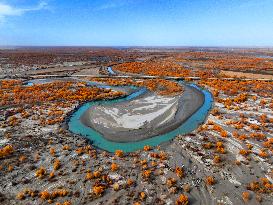 Tarim River Populus Euphratica Forest in Xinjiang