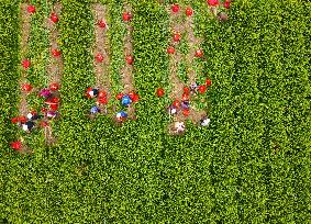 Ginger Harvest in Anqing