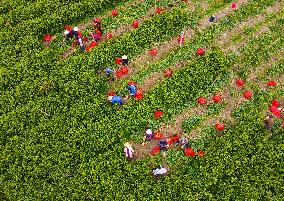 Ginger Harvest in Anqing