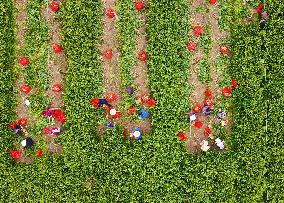 Ginger Harvest in Anqing