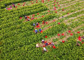 Ginger Harvest in Anqing