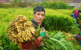 Ginger Harvest in Anqing