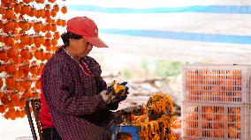 Persimmon Harvest in Weinan