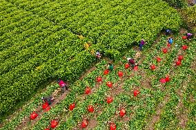 Ginger Harvest in Anqing