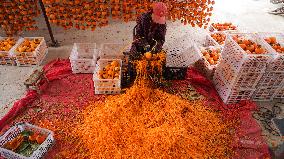 Persimmon Harvest in Weinan