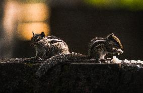 Animal India - Five-striped Palm Squirrels - Funambulus Pennantii