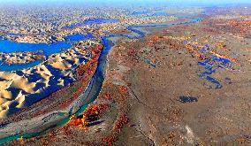 Populus Euphratica Forest Bloom in Bazhou