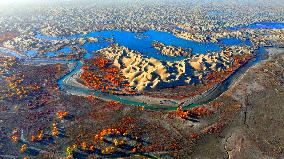 Populus Euphratica Forest Bloom in Bazhou