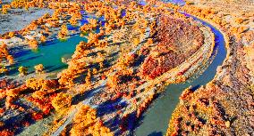 Populus Euphratica Forest Bloom in Bazhou