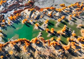 Populus Euphratica Forest Bloom in Bazhou