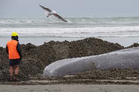 Dead Sperm Whale At New Brighton