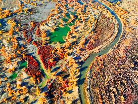 Populus Euphratica Forest Bloom in Bazhou