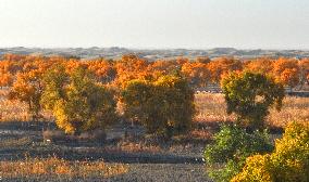 Populus Euphratica Forest Bloom in Bazhou