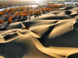 Populus Euphratica Forest Bloom in Bazhou