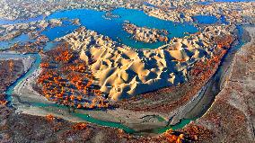 Populus Euphratica Forest Bloom in Bazhou