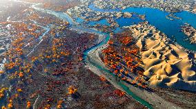 Populus Euphratica Forest Bloom in Bazhou