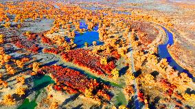 Populus Euphratica Forest Bloom in Bazhou