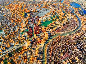 Populus Euphratica Forest Bloom in Bazhou