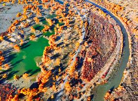 Populus Euphratica Forest Bloom in Bazhou