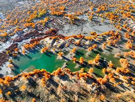 Populus Euphratica Forest Bloom in Bazhou