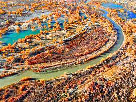 Populus Euphratica Forest Bloom in Bazhou