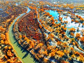 Populus Euphratica Forest Bloom in Bazhou