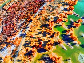 Populus Euphratica Forest Bloom in Bazhou