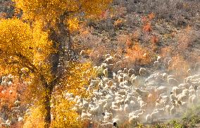 Populus Euphratica Forest Bloom in Bazhou