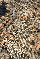 Populus Euphratica Forest Bloom in Bazhou