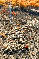 Populus Euphratica Forest Bloom in Bazhou