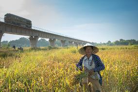 LAOS-VIENTIANE-AUTUMN-HARVEST