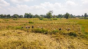 LAOS-VIENTIANE-AUTUMN-HARVEST