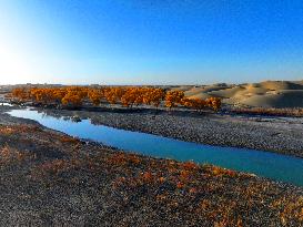 Populus Euphratica Forest Bloom in Bazhou