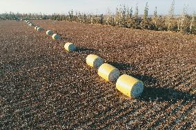 A Cotton Field in Hami