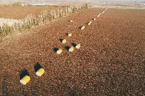 A Cotton Field in Hami