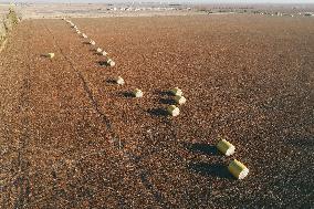 A Cotton Field in Hami