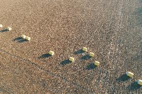 A Cotton Field in Hami