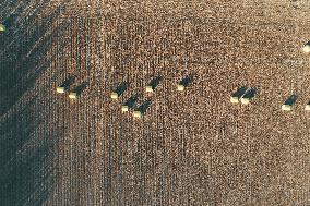 A Cotton Field in Hami