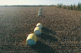 A Cotton Field in Hami