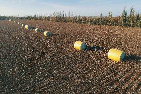 A Cotton Field in Hami