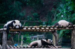 Panda Plays in Chongqing Zoo