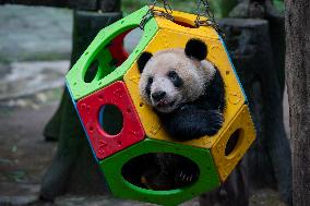 Panda Plays in Chongqing Zoo
