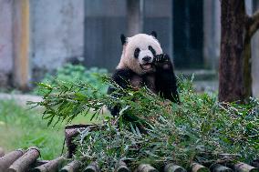 Panda Plays in Chongqing Zoo