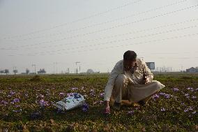 Saffron Cultivation In Kashmir