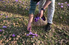 Saffron Cultivation In Kashmir