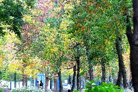 University Autumn Scenery in Qingdao