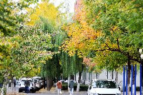 University Autumn Scenery in Qingdao